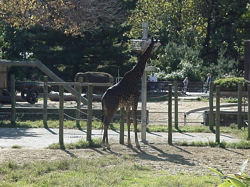 Giraffe.jpg